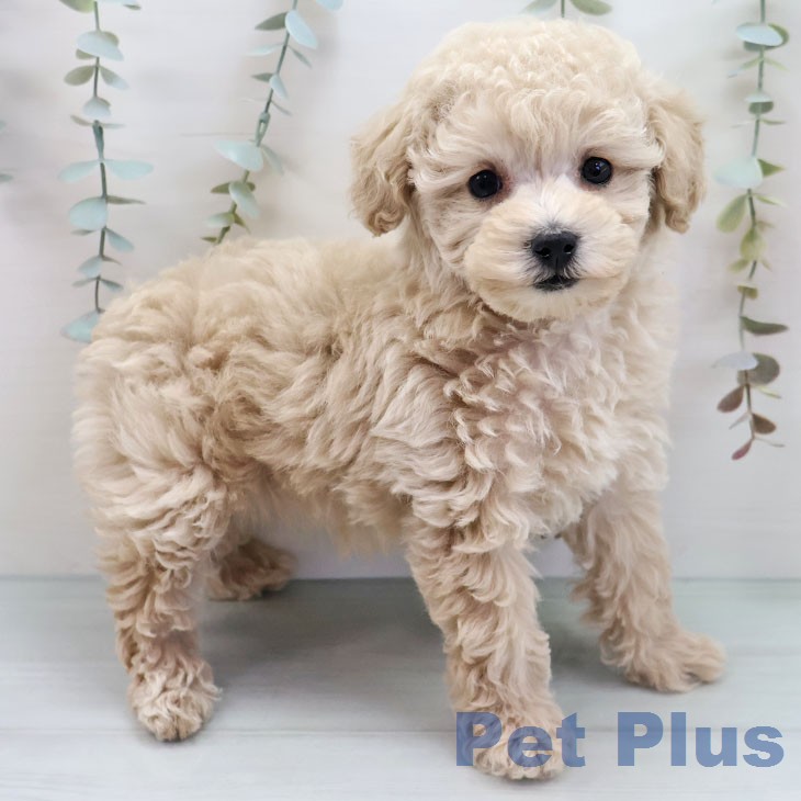 トイ・プードルの写真2