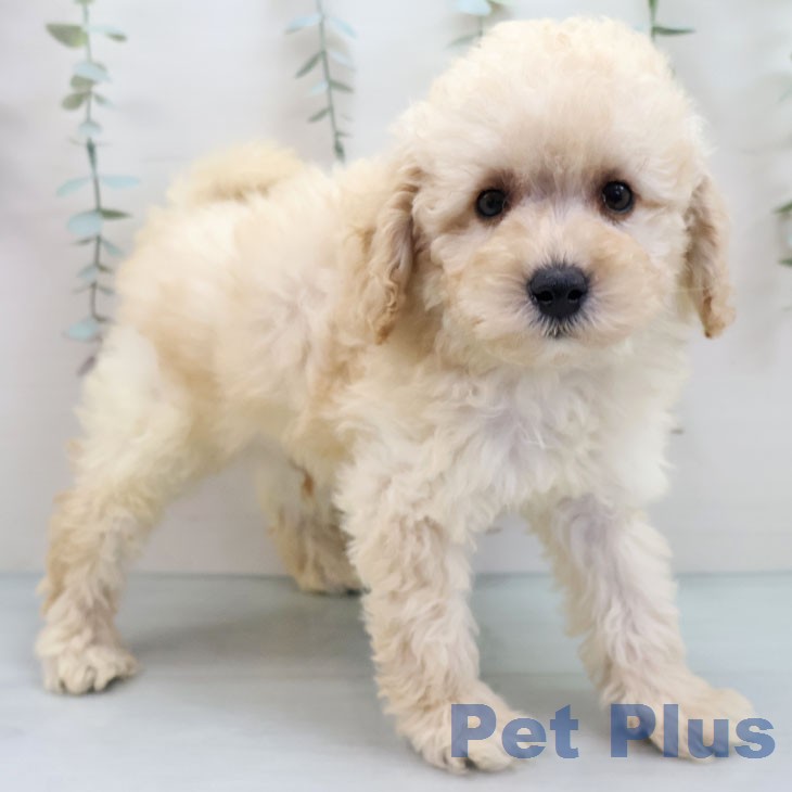 トイ・プードル