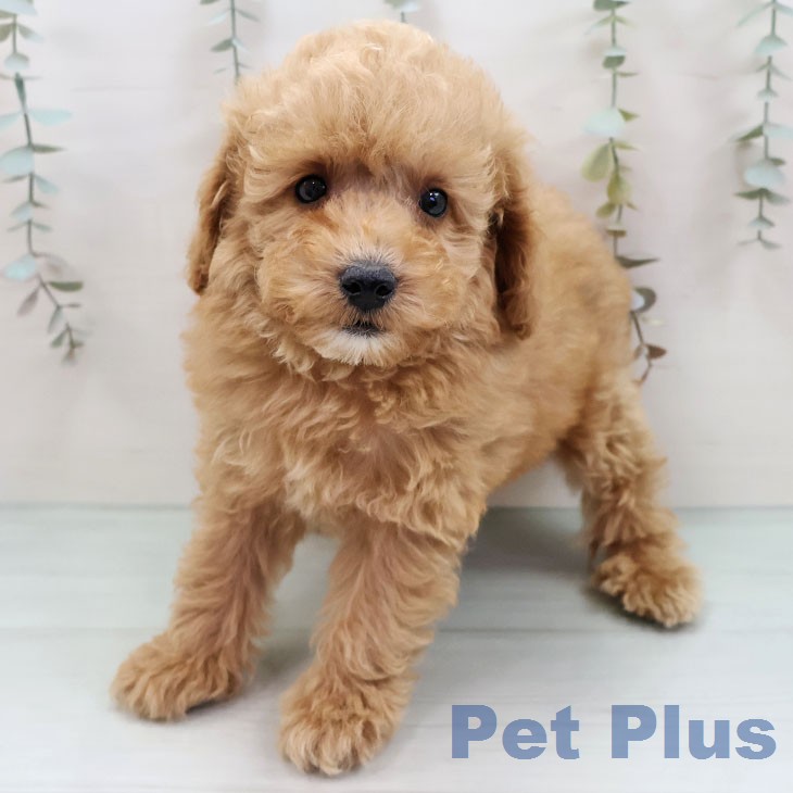 福岡県のトイプードル(トイ) (ペットプラス 黒崎店/2026年1月14日生まれ/男の子/アプリコット)の子犬の1枚目の画像
