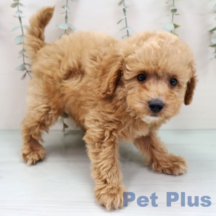 福岡県のトイプードル(トイ) (ペットプラス 黒崎店/2026年1月14日生まれ/男の子/アプリコット)の子犬の2枚目の画像