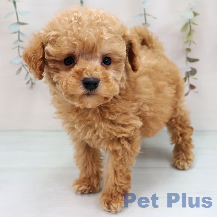 トイ・プードル