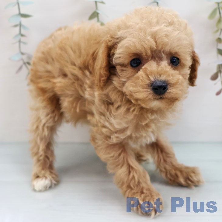 福岡県のトイプードル(トイ) (ペットプラス 八幡東店/2026年1月14日生まれ/女の子/アプリコット)の子犬の2枚目の画像