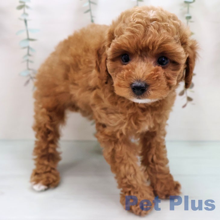 トイ・プードル