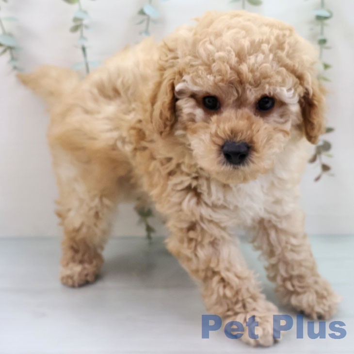 トイ・プードル