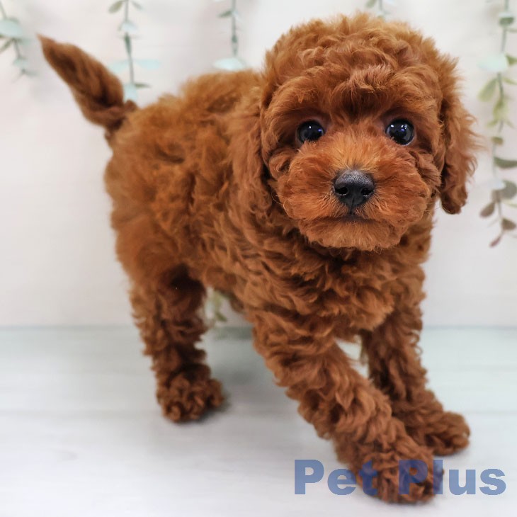 トイ・プードル