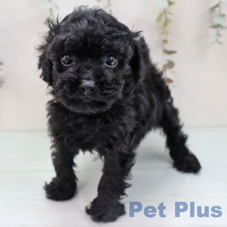 トイ・プードル