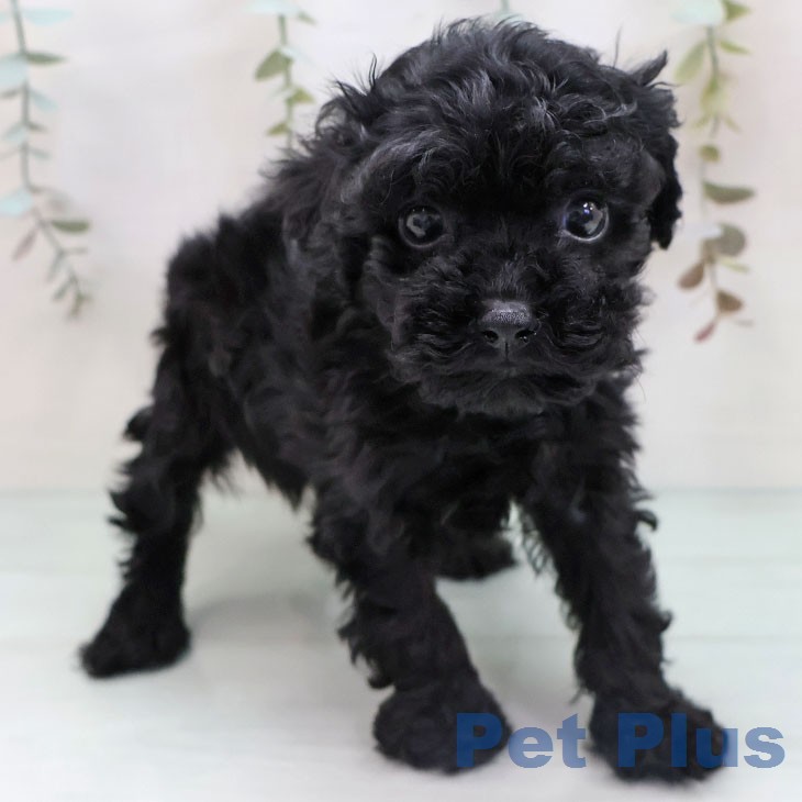 トイ・プードルの写真2