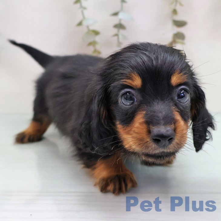 カニーンヘン・ダックスフンド