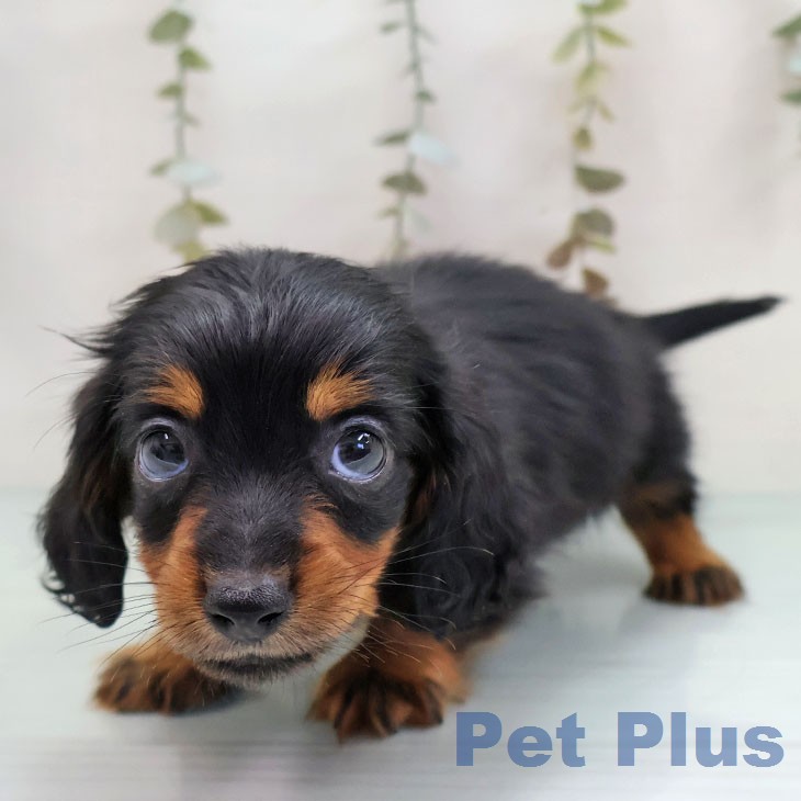 カニーンヘン・ダックスフンドの写真2