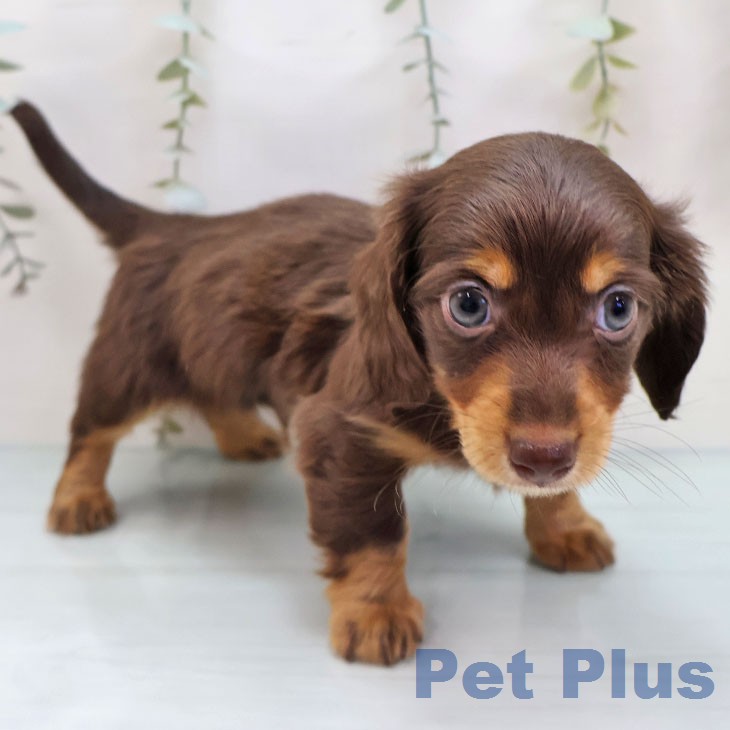 カニーンヘン・ダックスフンドの写真2