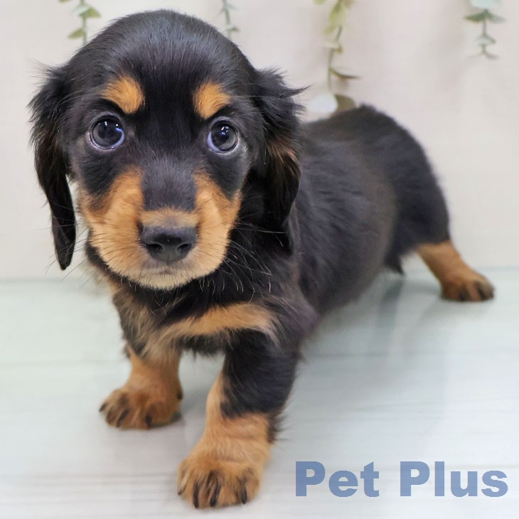 カニーンヘン・ダックスフンド