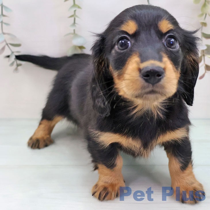 カニーンヘン・ダックスフンド