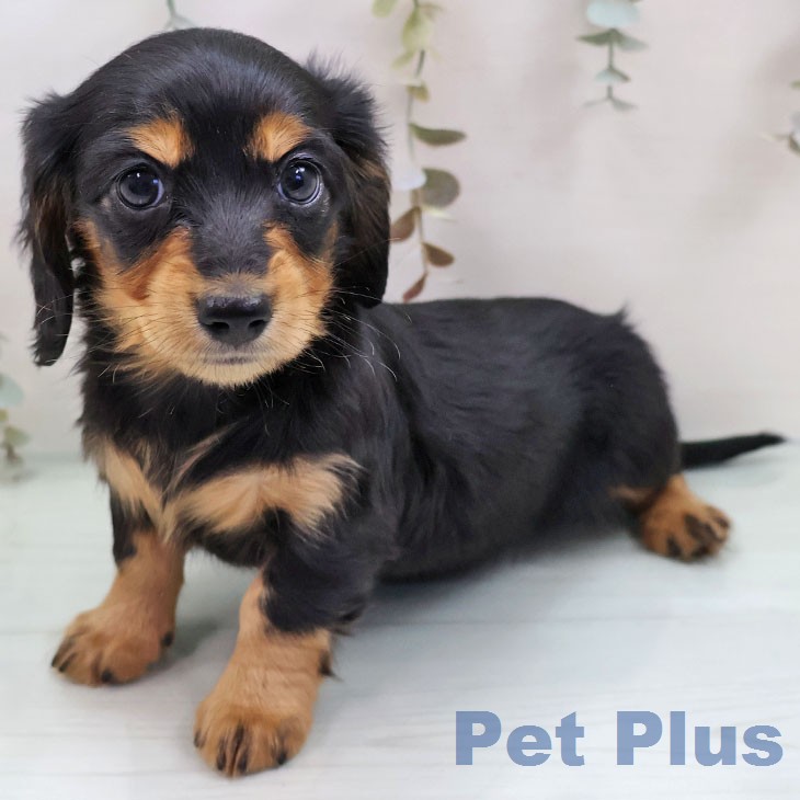 熊本県のカニンヘンダックスフンド(ロング) (ペットプラス 熊本店/2026年1月16日生まれ/女の子/ブラックタン)の子犬