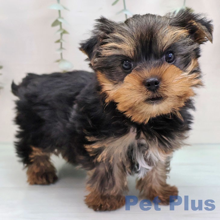 ヨークシャー・テリアの写真1