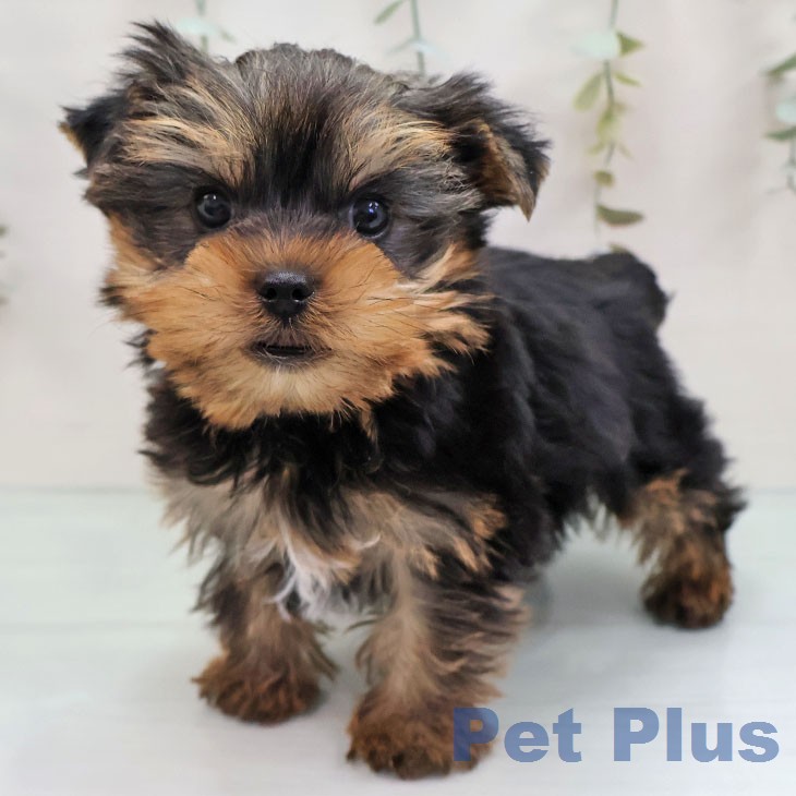 ヨークシャー・テリアの写真2