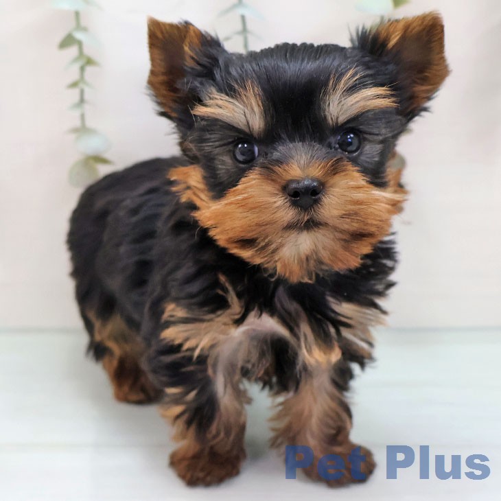 ヨークシャー・テリアの写真2