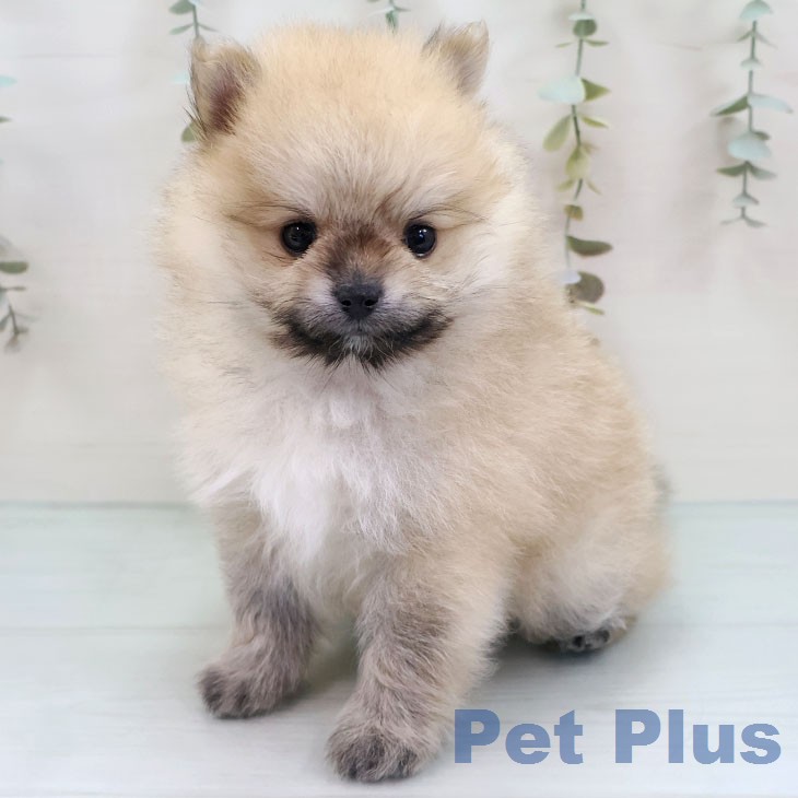 ポメラニアンの写真2