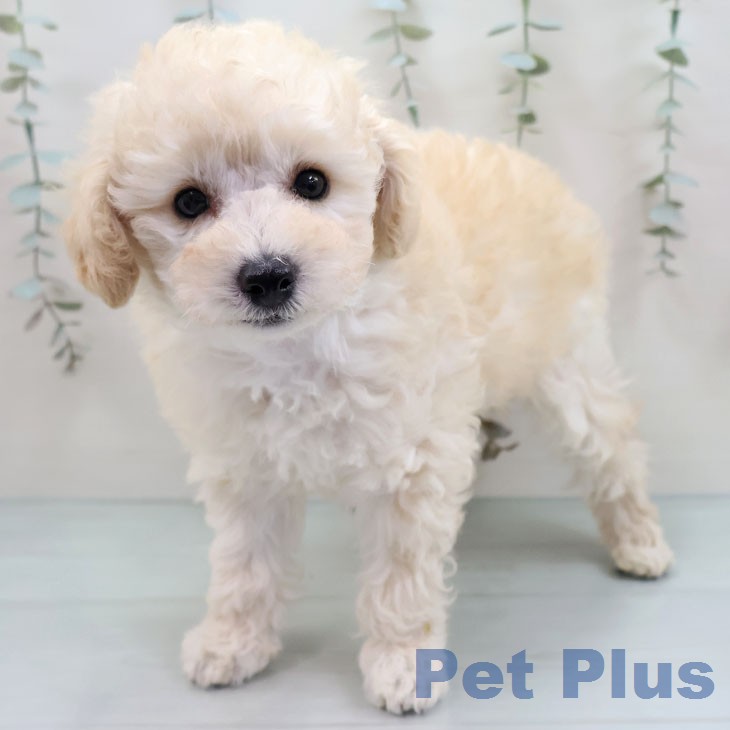 福岡県のトイプードル(トイ) (ペットプラス 福岡店/2026年1月15日生まれ/男の子/ホワイト)の子犬の1枚目の画像