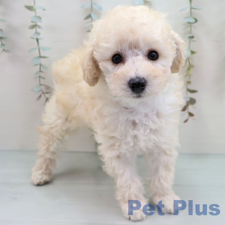 福岡県のトイプードル(トイ) (ペットプラス 福岡店/2026年1月15日生まれ/男の子/ホワイト)の子犬の2枚目の画像