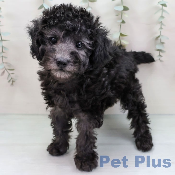 福岡県のトイプードル(トイ) (ペットプラス 八幡東店/2026年1月15日生まれ/女の子/シルバー)の子犬の1枚目の画像