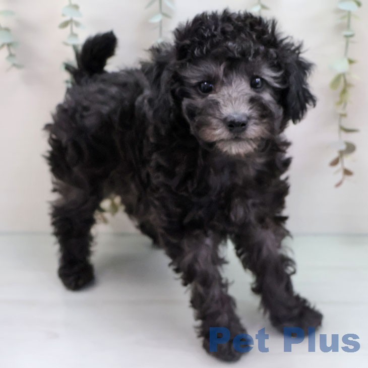 福岡県のトイプードル(トイ) (ペットプラス 八幡東店/2026年1月15日生まれ/女の子/シルバー)の子犬の2枚目の画像