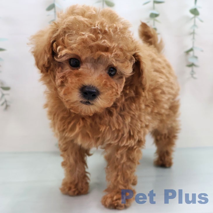 トイ・プードル