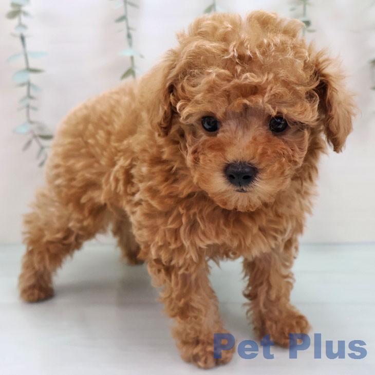 トイ・プードルの写真2