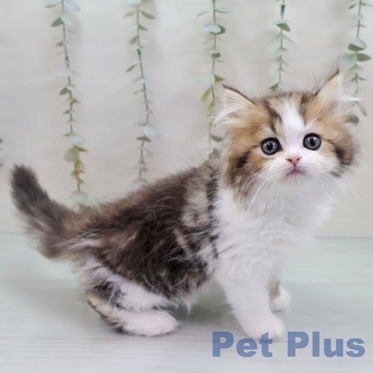 ペルシャの写真2