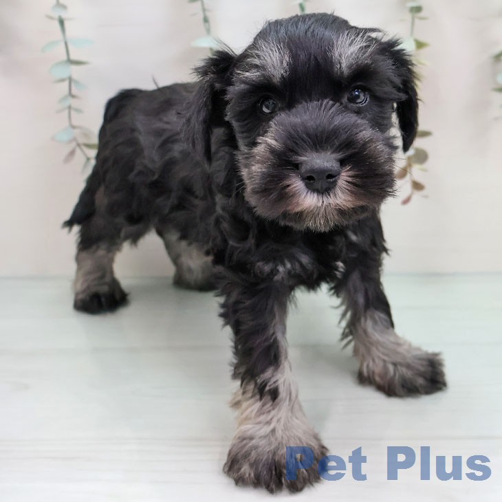 ミニチュア・シュナウザー