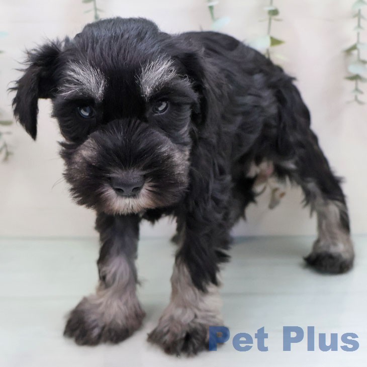 ミニチュア・シュナウザーの写真2