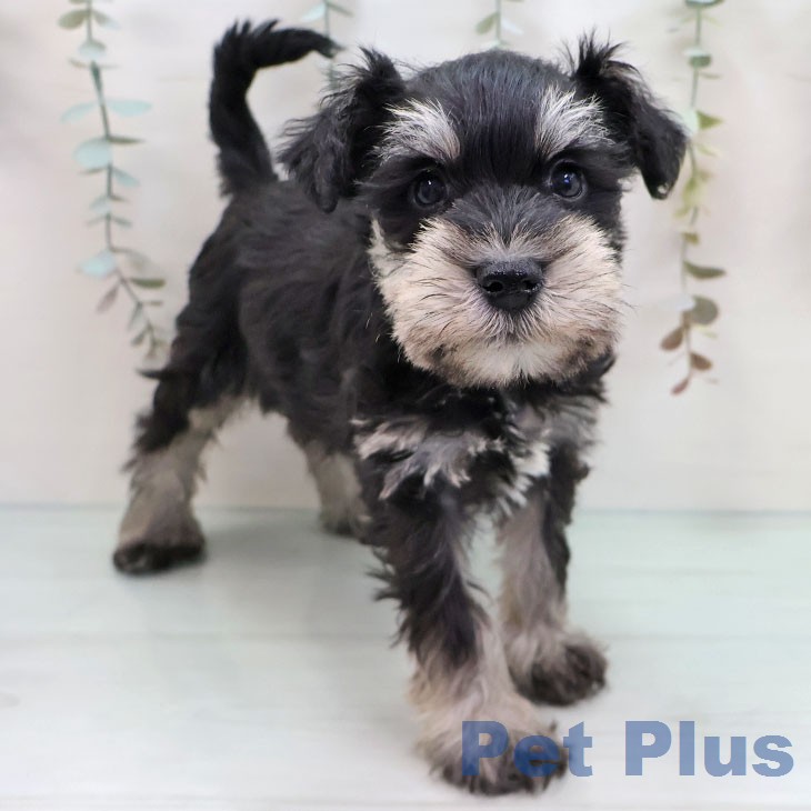 ミニチュア・シュナウザー