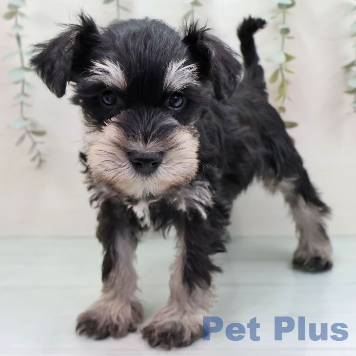 ミニチュア・シュナウザーの写真2