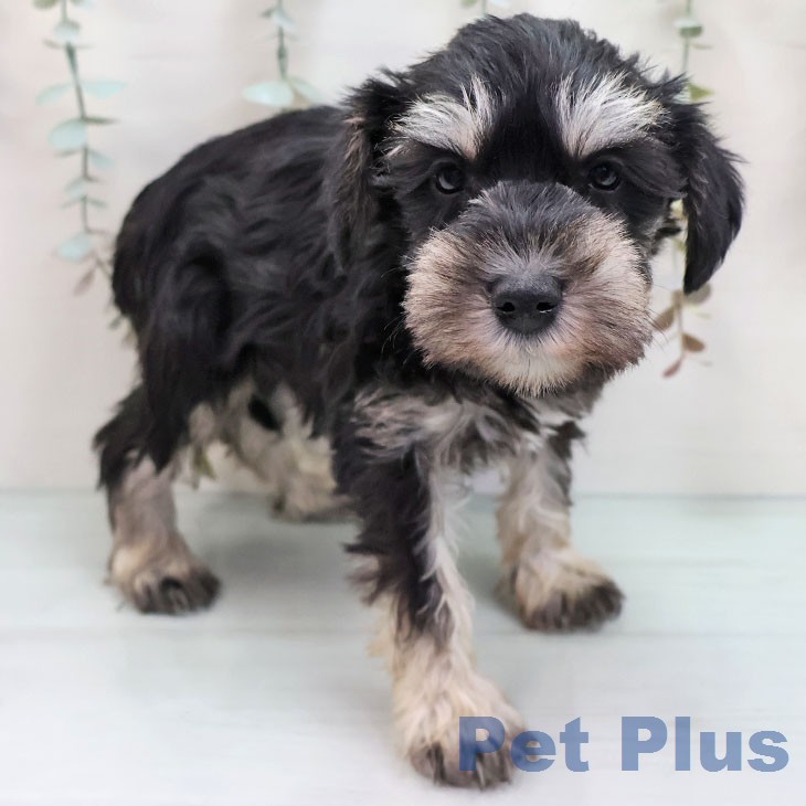 ミニチュア・シュナウザーの写真2