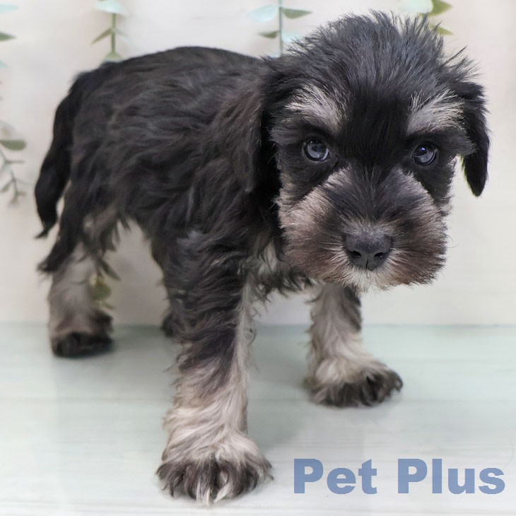 ミニチュア・シュナウザー