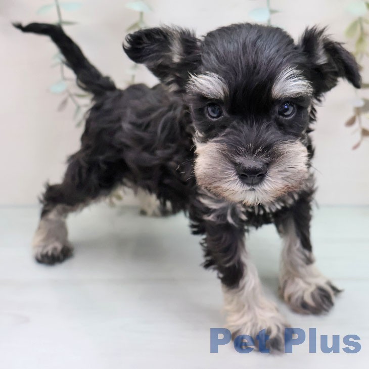 ミニチュア・シュナウザーの写真2