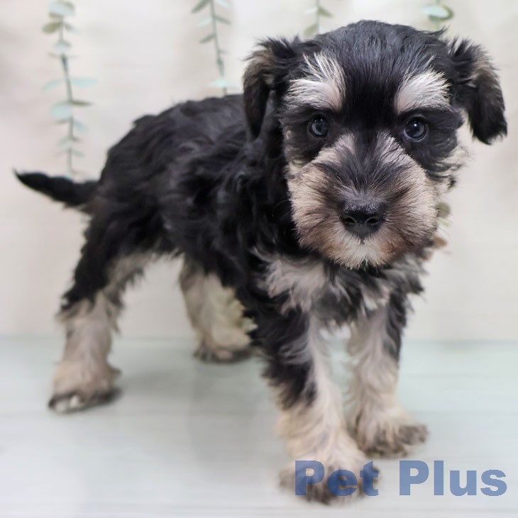 埼玉県のミニチュアシュナウザー (ペットプラス 八潮店/2026年1月13日生まれ/女の子/ブラックシルバー)の子犬