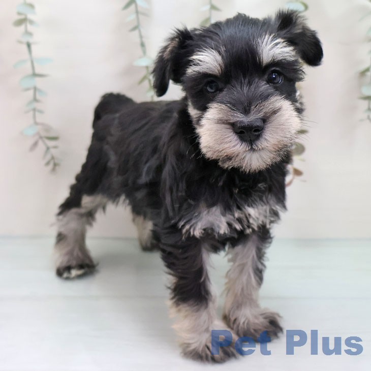 ミニチュア・シュナウザー