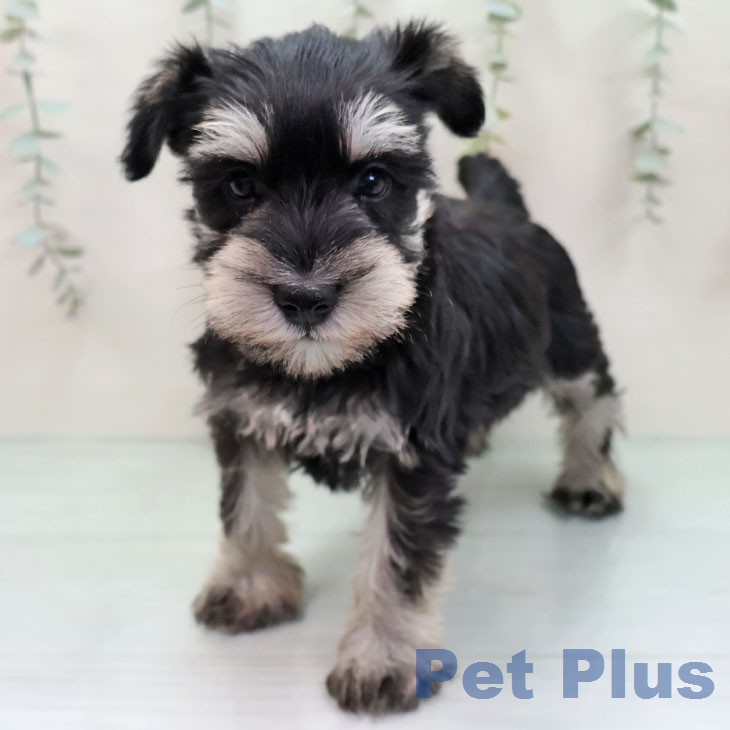 ミニチュア・シュナウザー