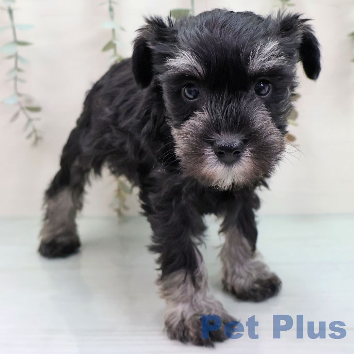 埼玉県のミニチュアシュナウザー (ペットプラス クレアモール川越店/2026年1月13日生まれ/女の子/ブラックシルバー)の子犬