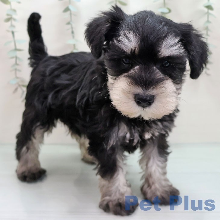 ミニチュア・シュナウザー