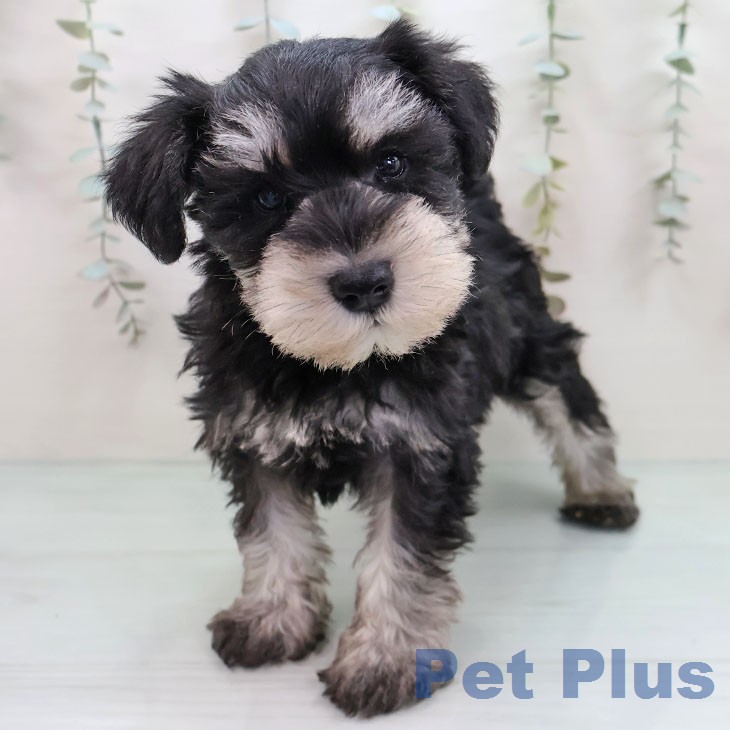 ミニチュア・シュナウザーの写真2