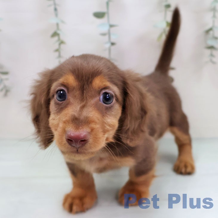 ミニチュア・ダックスフンド