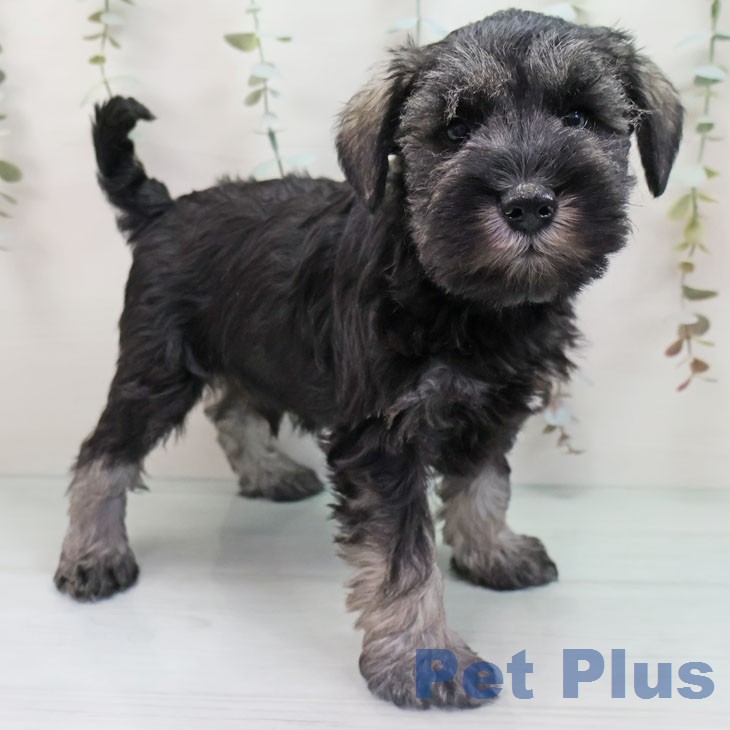 大阪府のミニチュアシュナウザー (ペットプラス 堺鉄砲町店/2026年1月21日生まれ/男の子/ソルトペッパー)の子犬の1枚目の画像