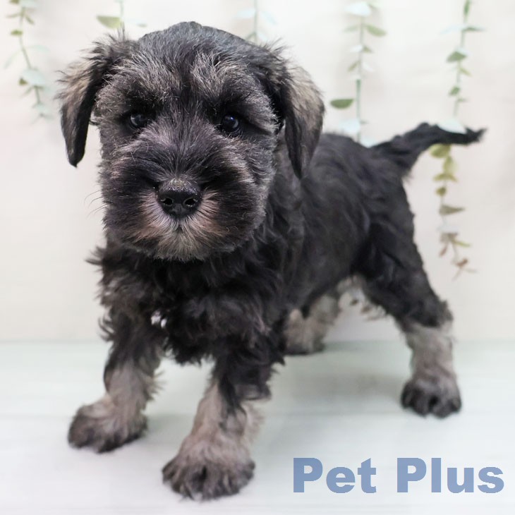 大阪府のミニチュアシュナウザー (ペットプラス 堺鉄砲町店/2026年1月21日生まれ/男の子/ソルトペッパー)の子犬の2枚目の画像