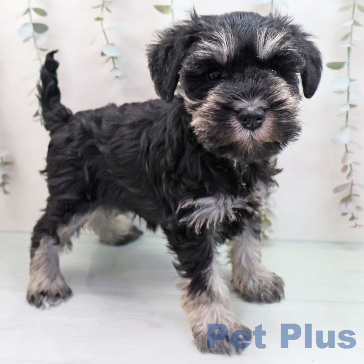 大阪府のミニチュアシュナウザー (ペットプラス 大阪ドームシティ店/2026年1月21日生まれ/女の子/ブラックシルバー)の子犬の1枚目の画像