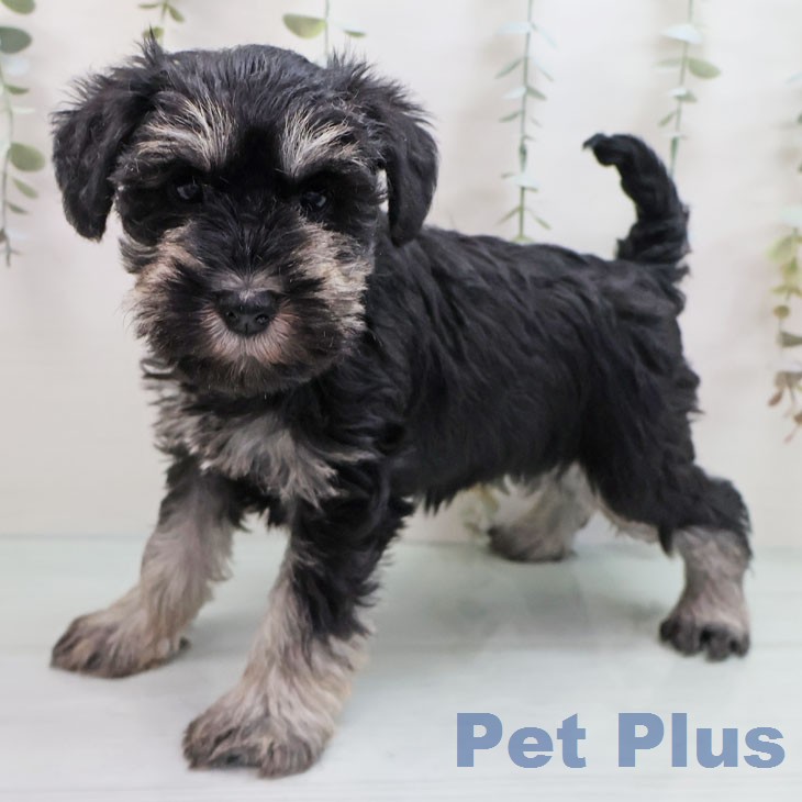 大阪府のミニチュアシュナウザー (ペットプラス 大阪ドームシティ店/2026年1月21日生まれ/女の子/ブラックシルバー)の子犬の2枚目の画像