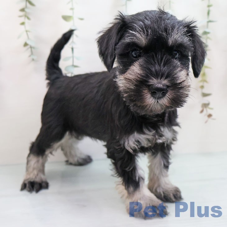 ミニチュア・シュナウザー