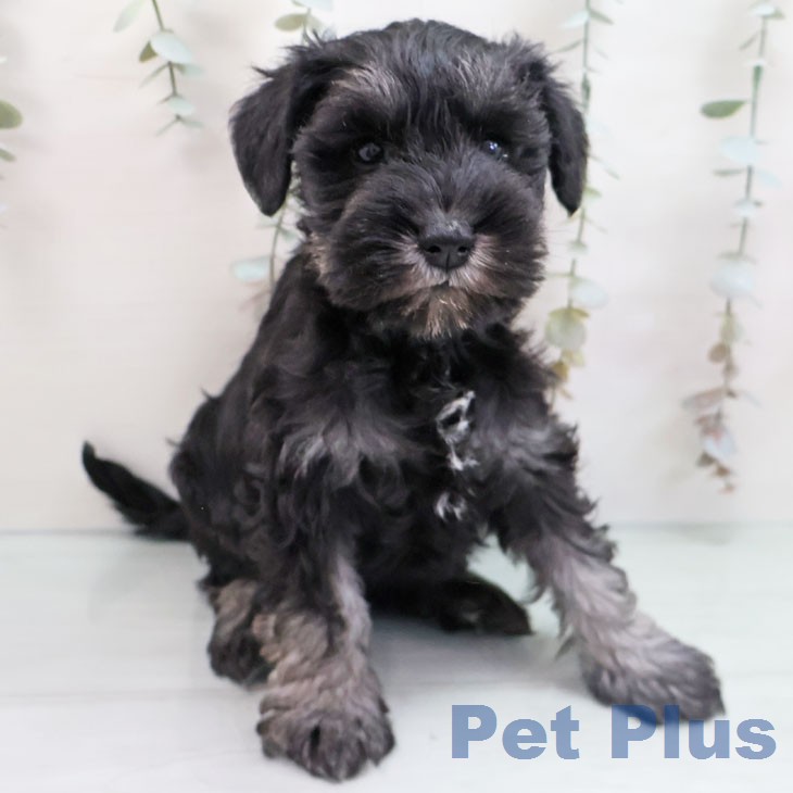 沖縄県のミニチュアシュナウザー (ペットプラス 沖縄ライカム店/2026年1月21日生まれ/女の子/ブラックシルバー)の子犬の1枚目の画像