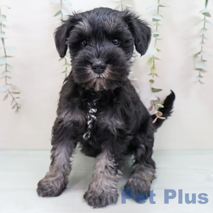 沖縄県のミニチュアシュナウザー (ペットプラス 沖縄ライカム店/2026年1月21日生まれ/女の子/ブラックシルバー)の子犬の2枚目の画像