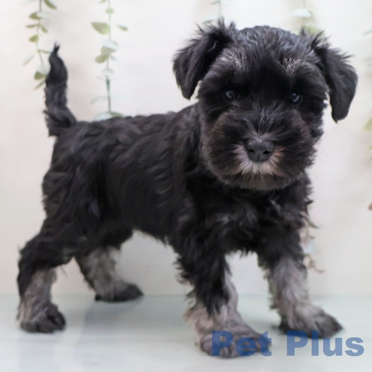 福岡県のミニチュアシュナウザー (ペットプラス 福岡伊都店/2026年1月21日生まれ/女の子/ブラックシルバー)の子犬の1枚目の画像